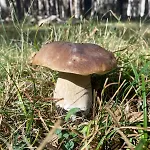 Maria Josefa Semesterbostad *